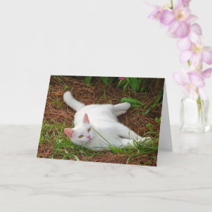 White Kitten on Pine Needles Card