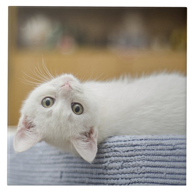 White Kitten Pet Tile (Front)
