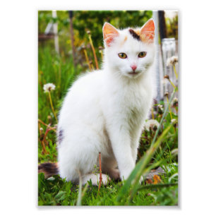 White Kitten Photo