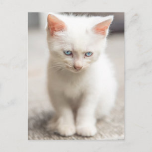 White Kitten Postcard