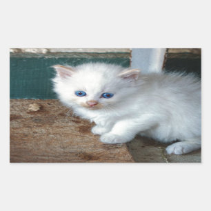 White Kitten Rectangular Sticker