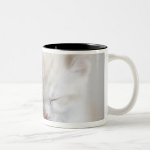 White Kitten Sleeping Two-Tone Coffee Mug