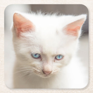 White Kitten Square Paper Coaster