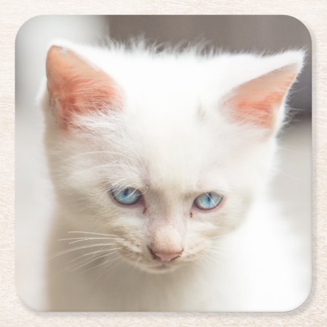 White Kitten Square Paper Coaster (Front)