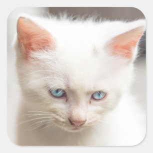 White Kitten Square Sticker