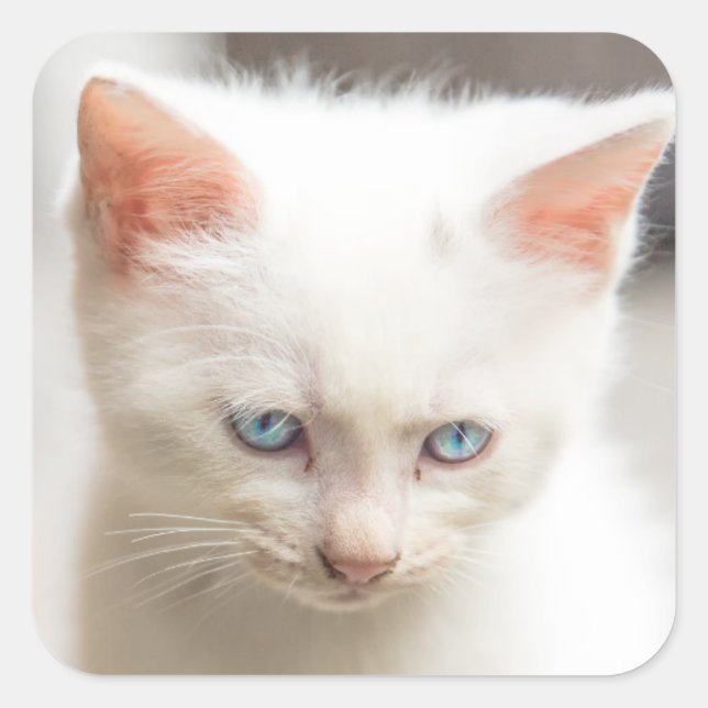 White Kitten Square Sticker (Front)