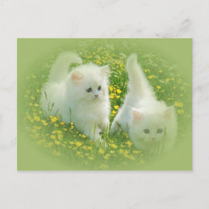 white kittens and green flowers postcard