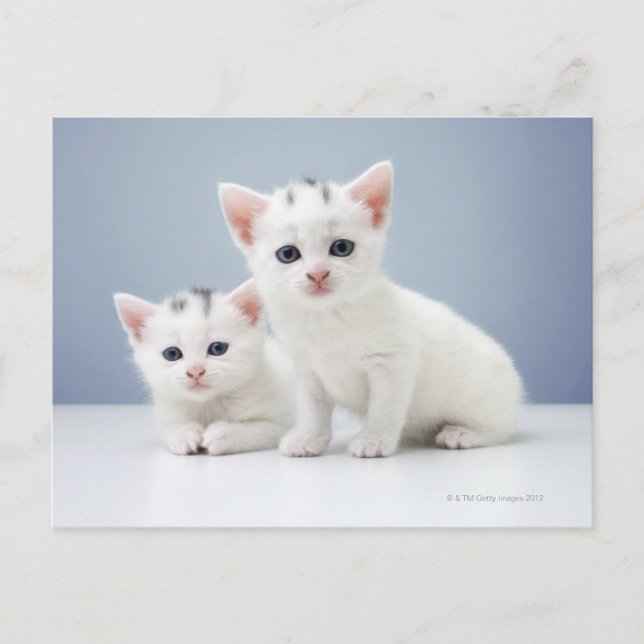White Kittens Postcard (Front)