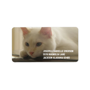 White Kitty Address Labels