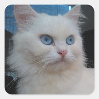 White Kitty Cat with Blue Eyes Square Sticker