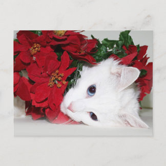 White kitty Christmas Holiday Postcard