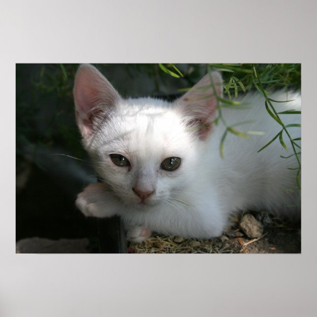 White kitty poster (Front)