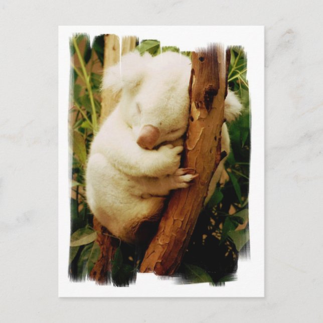 White Koala Bear Postcard (Front)