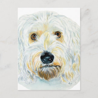 White Labradoodle Maggie Post Cards