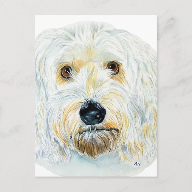 White Labradoodle Maggie Post Cards (Front)