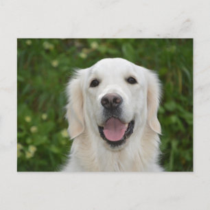 White Labrador Retriever Dog Postcard