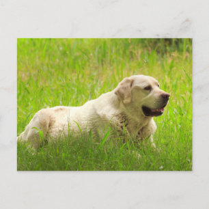 White Labrador Retriever Dog Postcard