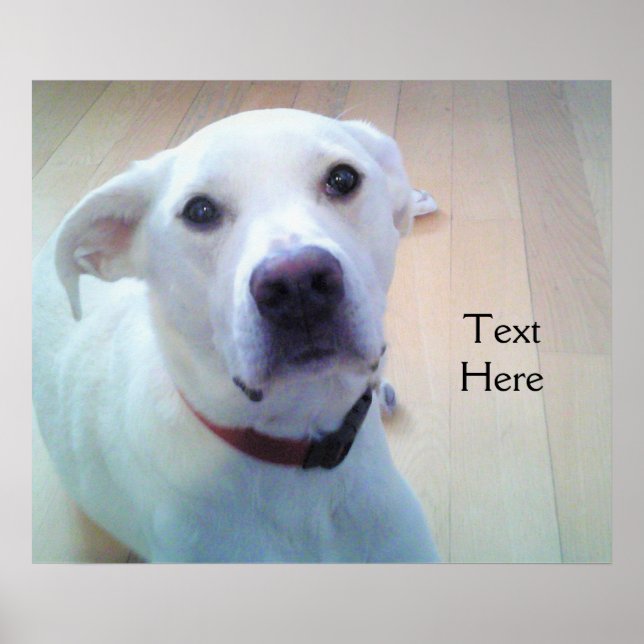White Labrador Retriever Mix Dog With Sweet Face Poster (Front)