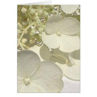 White Lacecap Hydrangea Flower Close Greeting Card