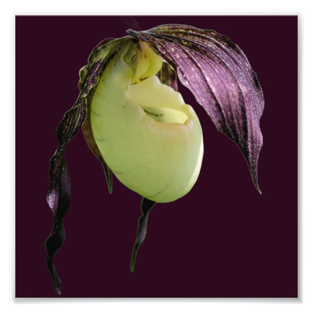 White Lady Slipper Orchid Flower 8x8 Photo Print (Front)