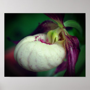 White Lady Slipper Orchid Flower Close Up Poster