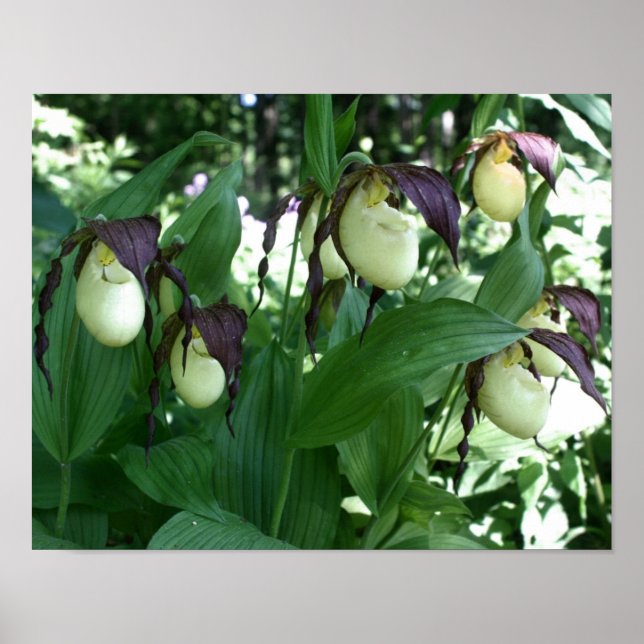 White Lady Slipper Orchid Flower Clutch Poster (Front)