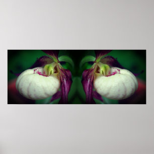 White Lady Slipper Orchid Flower Mirrored Poster