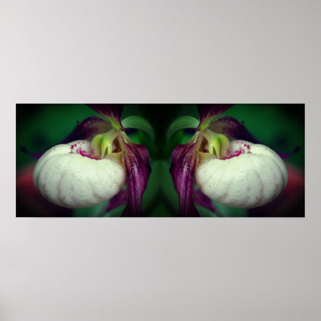 White Lady Slipper Orchid Flower Mirrored Poster (Front)