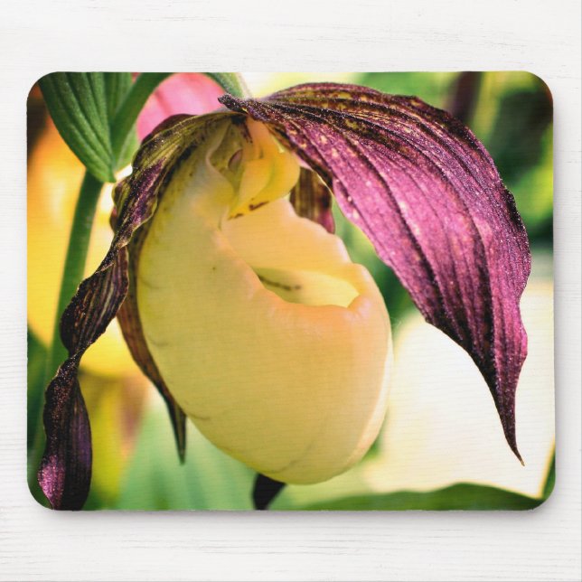 White Lady Slipper Orchid Flower  Mouse Mat (Front)