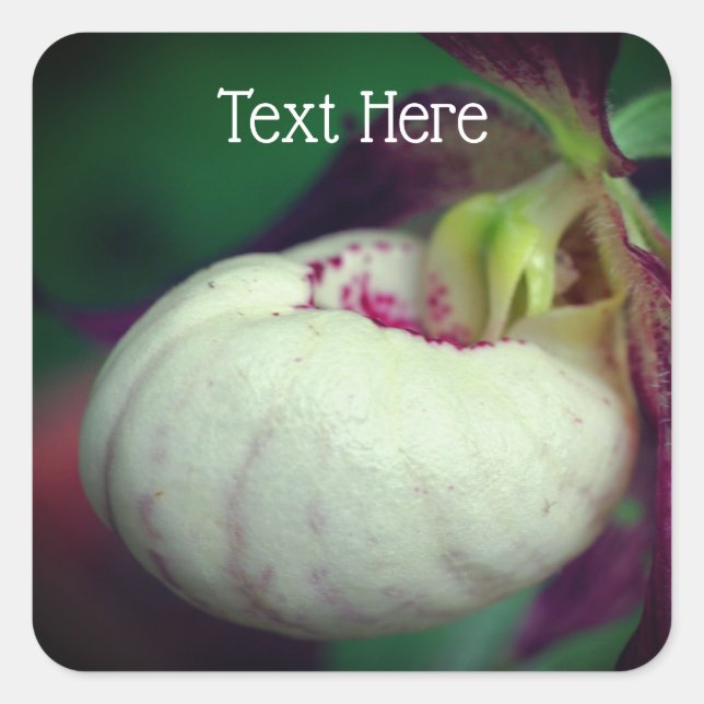 White Lady Slipper Orchid Flower Personalised Square Sticker (Front)