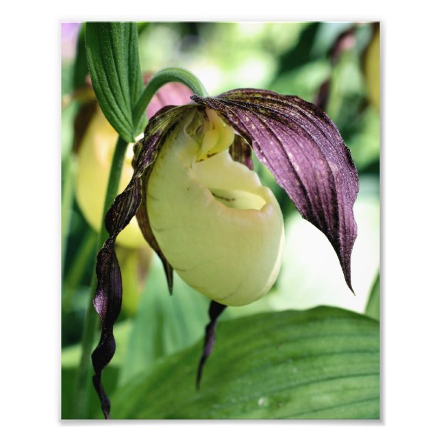White Lady Slipper Orchid Flower  Photo Print (Front)