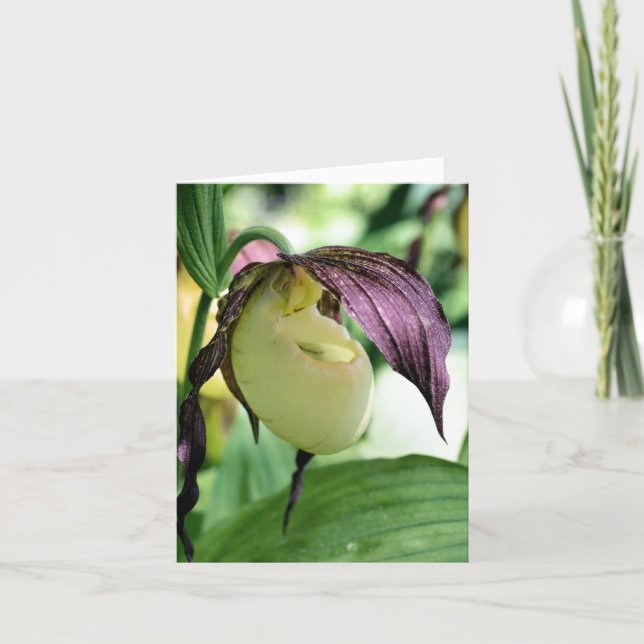 White Lady Slipper Orchid Flower Photography  Note Card (Front)