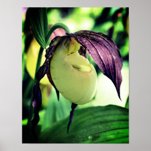 White Lady Slipper Orchid Flower Poster