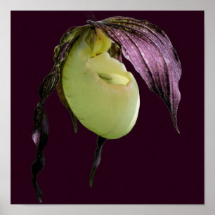 White Lady Slipper Orchid Flower  Poster