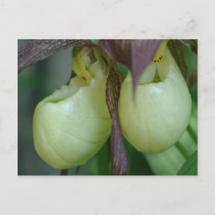 White Lady Slipper Orchid Pair Flower Postcard