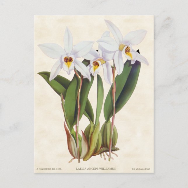 White Laelia Orchid Vintage Botanical Postcard (Front)