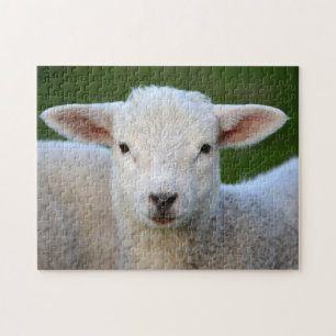 White Lamb Jigsaw Puzzle