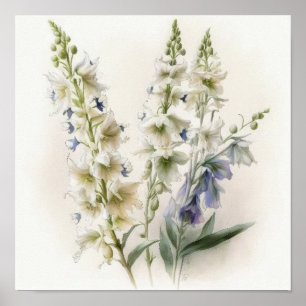 White Larkspur Flower Art Print Poster