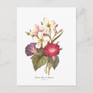White Laurel and Convolvulus Postcard