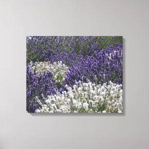 White Lavender with Purple Lavender Canvas Print