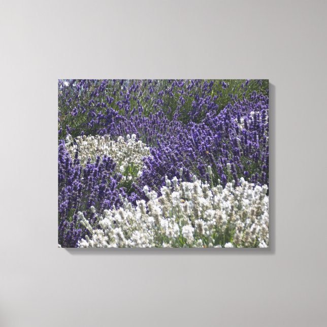 White Lavender with Purple Lavender Canvas Print (Front)