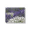 White Lavender with Purple Lavender