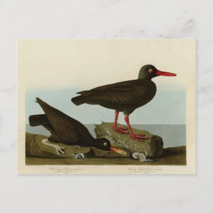 White-legged Oyster-catcher, Audubon Birds America Postcard