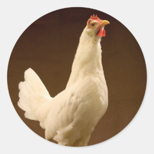 White Leghorn Hen Classic Round Sticker