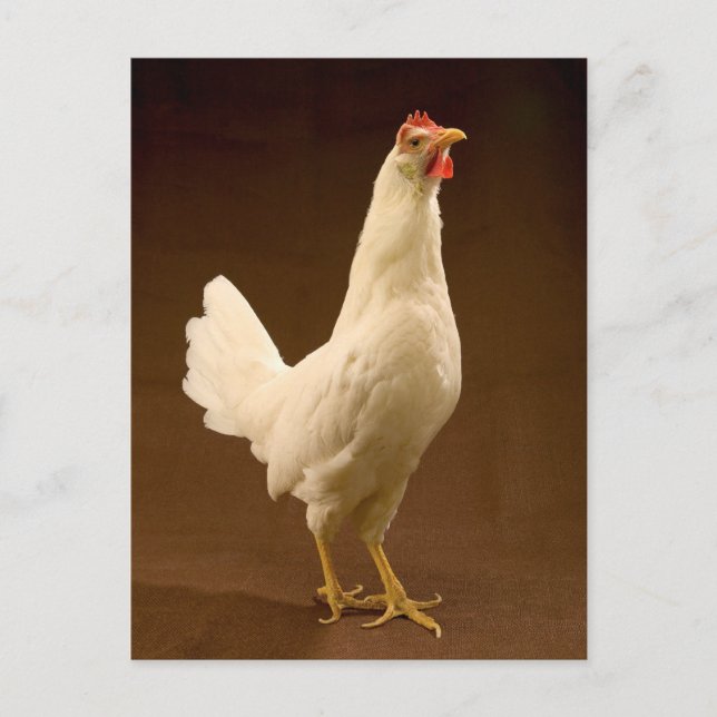 White Leghorn Hen Postcard (Front)