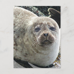 White Leopard Seal Postcard