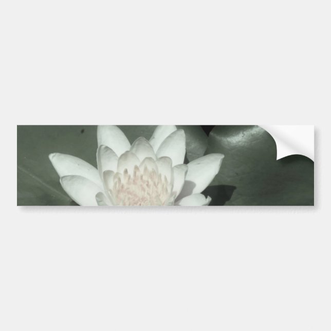 white light  pink lotus water lily flower bumper sticker (Front)