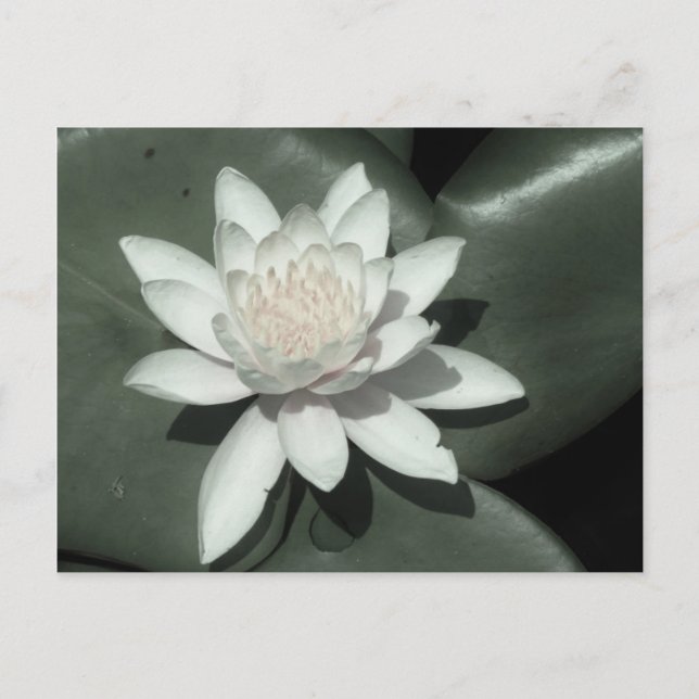 white light  pink lotus water lily flower postcard (Front)