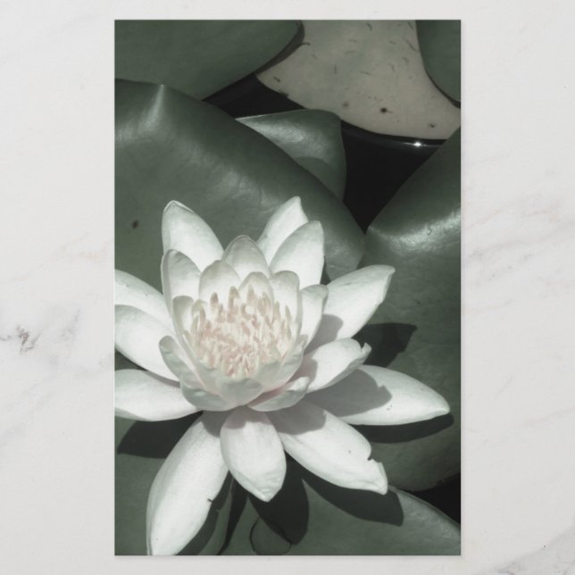 white light  pink lotus water lily flower stationery (Front)