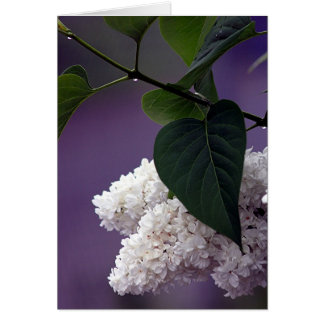 WHITE LILAC